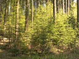 IMGP7203_Lysbroend_med_opvaekst